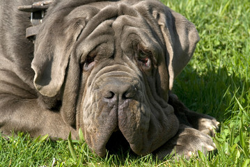 Mastino Napoletano liegt faul in einer Wiese