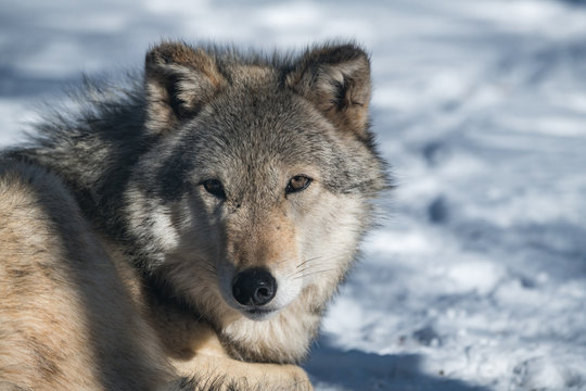 Timber Wolf  Closeup