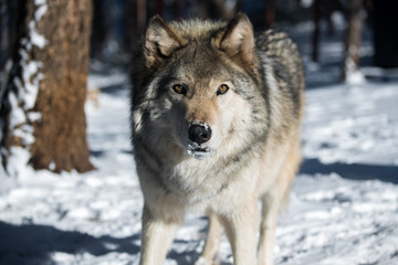 A Timber Wolf Closeup Showing off its Amazing Eyes
