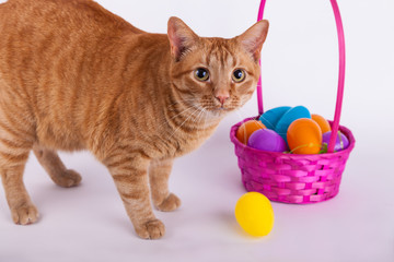 Fototapeta na wymiar Cute wide eyed orange tabby cat next to Easter egg basket