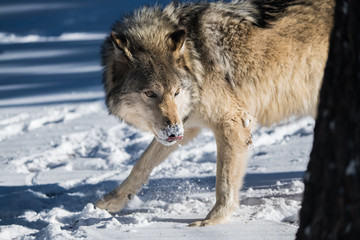 A Timber Wolf with Snow on Snout
