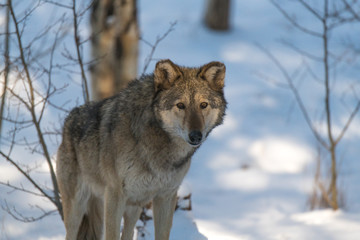 A Timber Wolf in Perfect Light on a Cold Morning