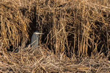 A Great Blue Heron in a Cattail Marsh