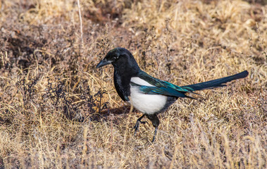 A Magpie and its Iridescent Feathers