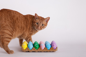 Fototapeta na wymiar Orange cat with carton of pastel colored Easter eggs 