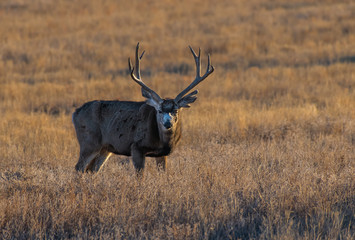 Naklejka na ściany i meble A Large Mule Deer Buck in a Field