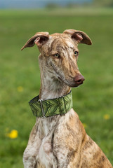 Galgo Espanol sitzt in einer Wiese
