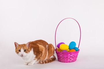 Fototapeta na wymiar Easter egg basket and orange and white cat 