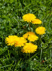 Obraz premium Dandelion, Flower, Summer