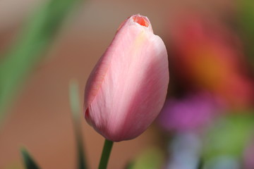 Easter Pink Tulip