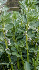 Broad Bean plant closeup 2.