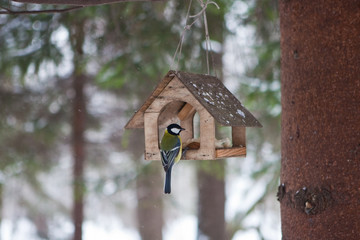 Little birds in the bird feeder in the winter snow forest. Titmouse sits on a branch. House for birds. A small house in the forest under the snow