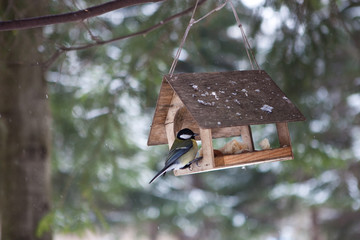 Little birds in the bird feeder in the winter snow forest. Titmouse sits on a branch. House for birds. A small house in the forest under the snow