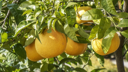 Grapefruit tree closeup 3.