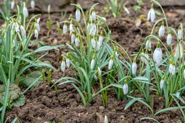 Many small snowdrops grow on a bed in January
