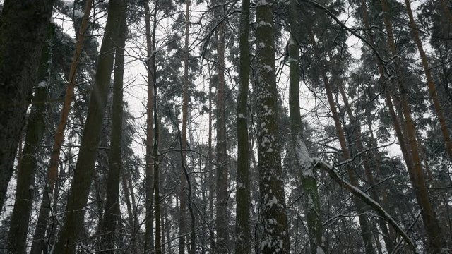 snowfall in the winter forest