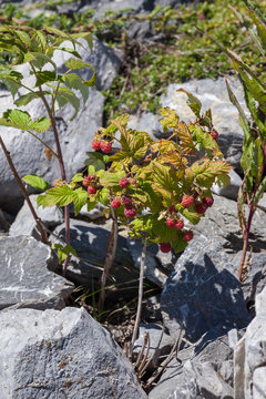 Wild raspberry ripening in the mountains