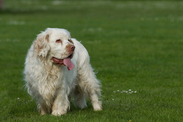 Clumber Spaniel steht in einer Wiese