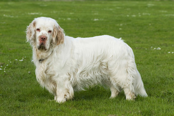 Clumber Spaniel steht in einer Wiese