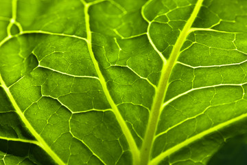 Brassica olerace cabbage