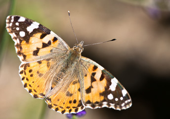 Painted Lady, Butterfly