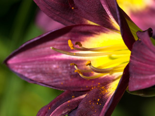 Daylily, (Hemerocallis), flower