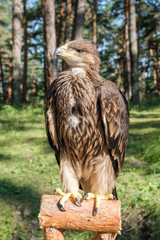 Falco cherrug, bird of prey