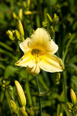 Daylily, (Hemerocallis), flower