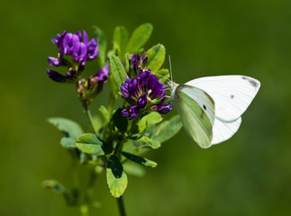 Small White (Pieris rapae)