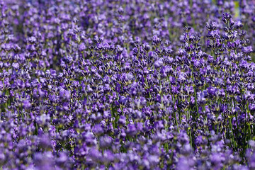 Obraz premium Blooming Lavender plant