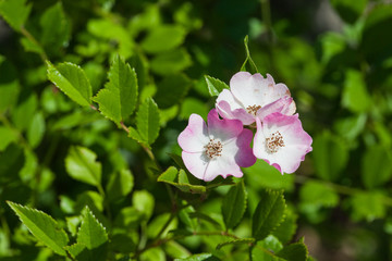 Burnet Rose (Rosa spinosissima)