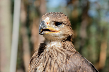 Falco cherrug, bird of prey