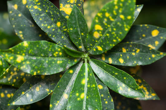 Codiaeum Variegatum/ Codiaeum/ Croton/ Codiaeum Gold Sun Or Variegated Indoor Flower With Green And Yellow Leaves