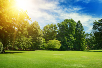 Bright summer sun illuminates park covered trees and grass