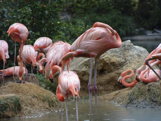 Flamingos