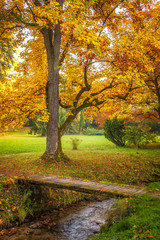 A tree with leaves in autumn colors in a park by the stream.