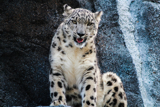 Der Schnee-Leopard
