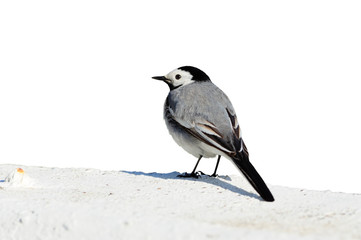 White wagtail sits on a concrete fence (isolated on a white background).