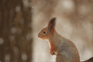 fluffy red squirrel on the snow in the park