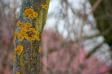 Tree trunk covered with yellow lichen and fungus