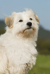 Coton de Tuléar sitzt in einer Wiese
