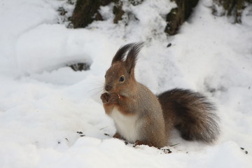 Naklejka na ściany i meble fluffy red squirrel on the snow in the park