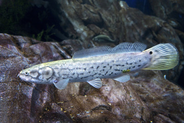 The Bowfin, Amia calva,- 