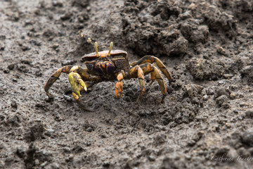 Crabe