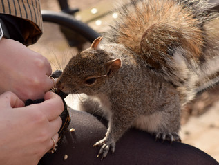 Squirrel stealing almonds from a woman in the park