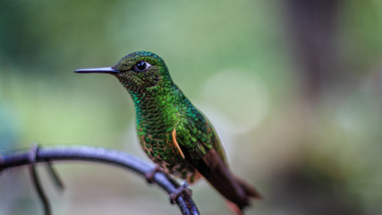 Hummingbird