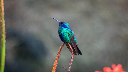 Hummingbird