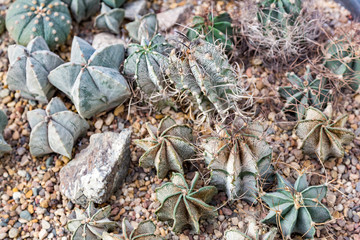 Cactus. Rare exotic succulent from the family of the perennial flowering plants
