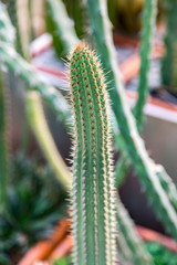 Cactus. Rare exotic succulent from the family of the perennial flowering plants
