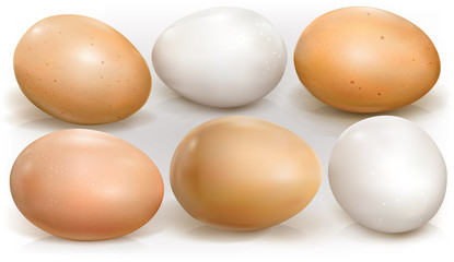 Chicken eggs